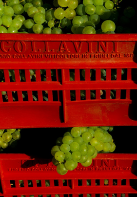 レフォスコ “プチノ” - COLLAVINI (コッラヴィーニ) 750ml x 1本