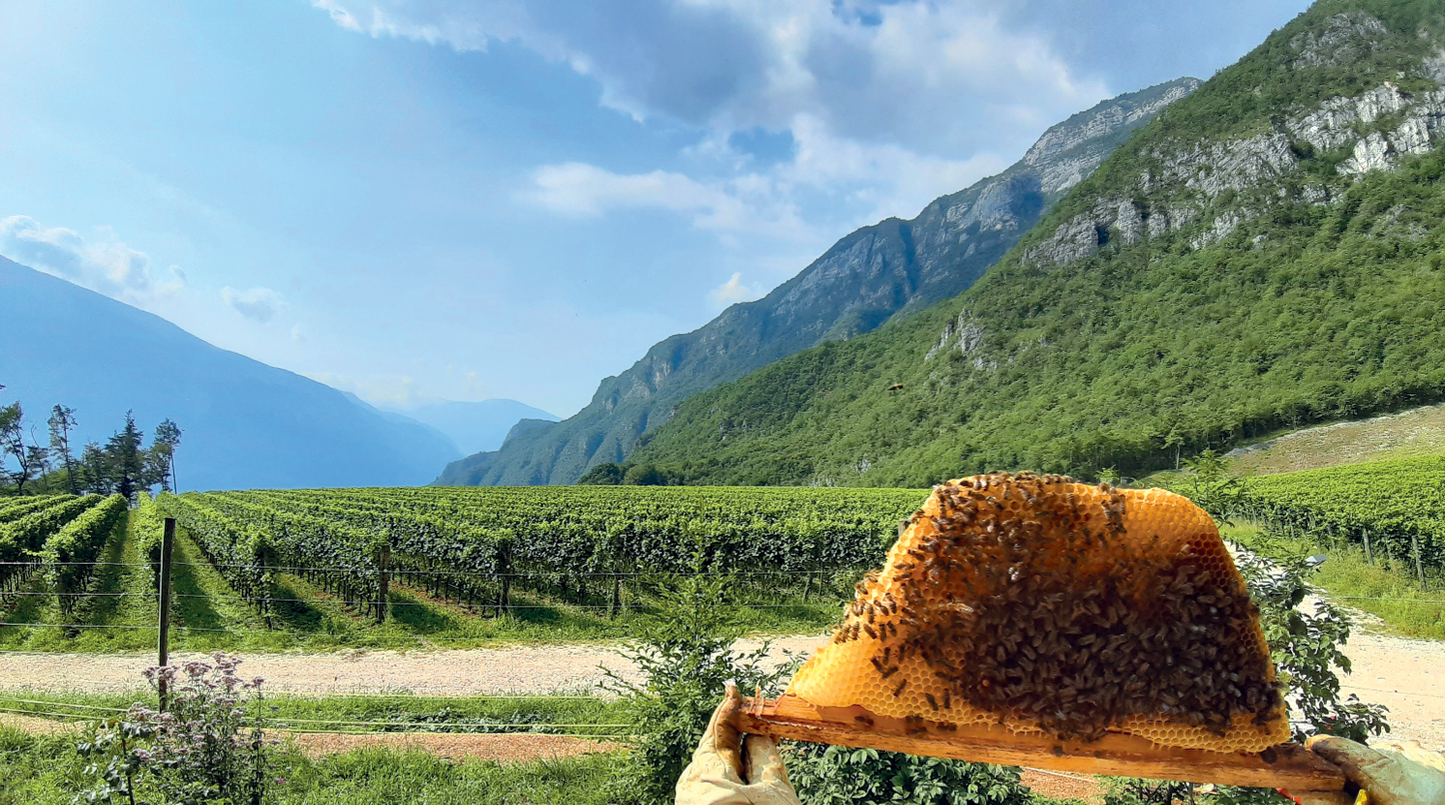 ヴィッラ・マルゴン - Tenute Lunelli(トレンティーノ)750ml x 1本