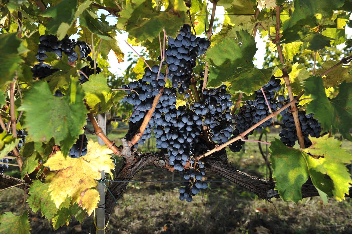 Alìe - FRESCOBALDI (Toscana) 750ml x 6btl