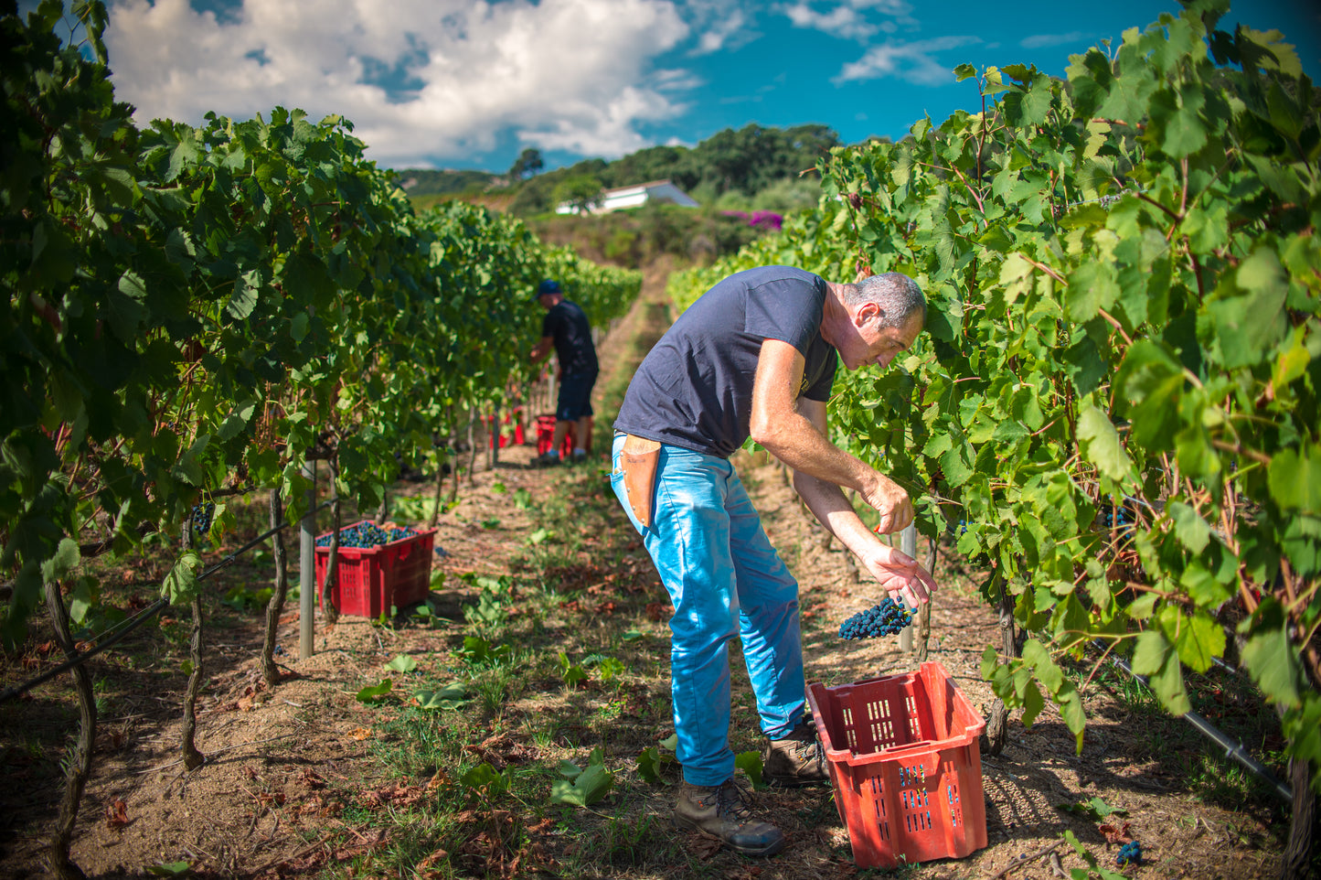 Carapace - Tenute Lunelli (Umbria) 750ml x 6btl
