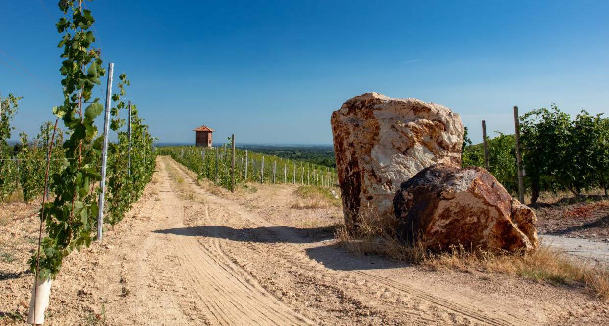 ガッティナーラ・リゼルヴァ 2005 - TRAVAGLINI (トラヴァリーニ)  750ml x １本