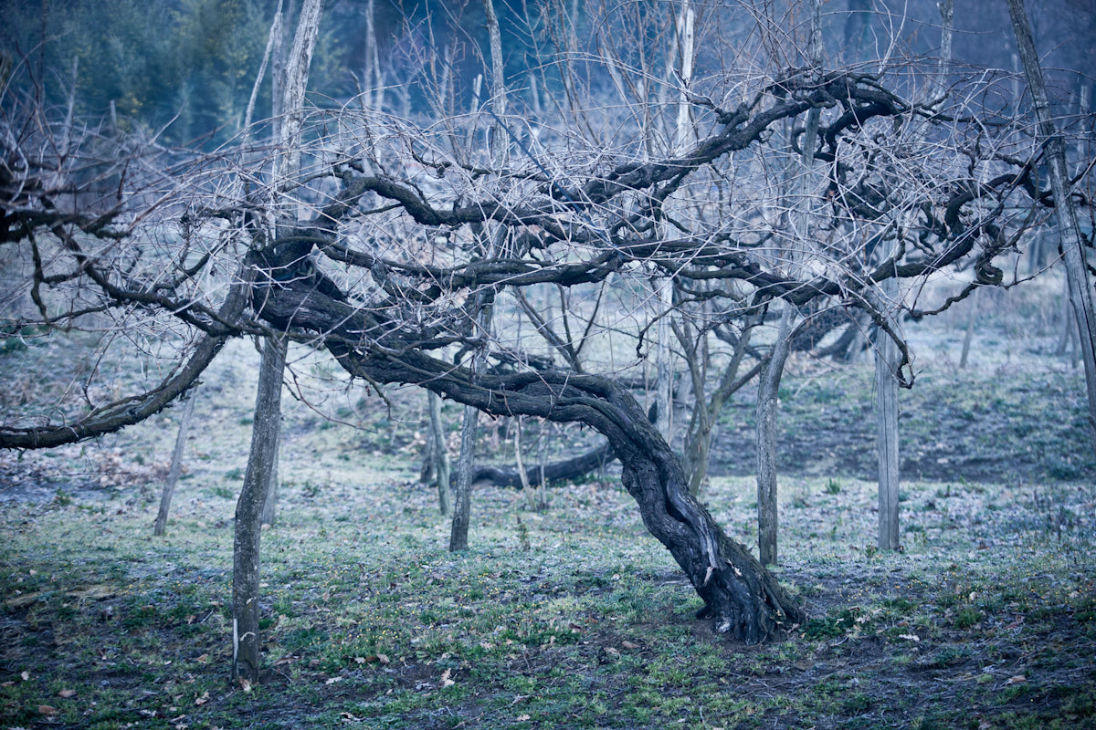 Alìe - FRESCOBALDI (Toscana) 750ml x 6btl