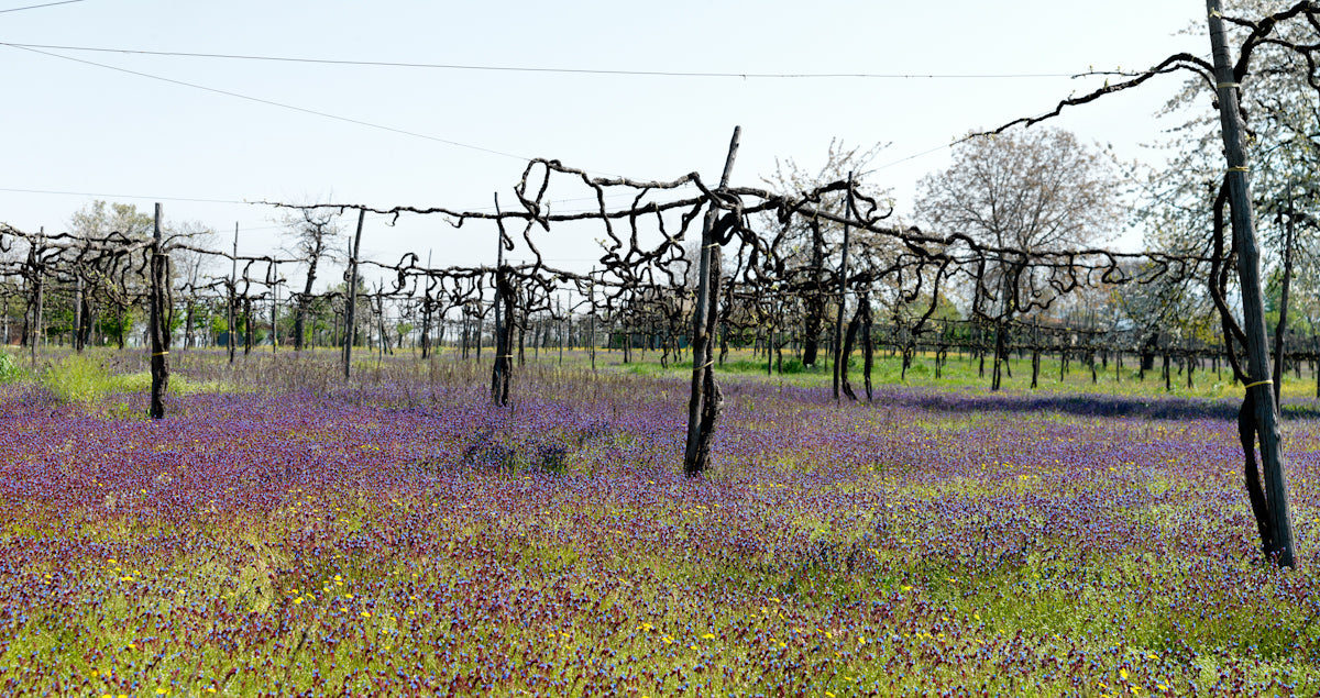 Alìe - FRESCOBALDI (Toscana) 750ml x 6btl