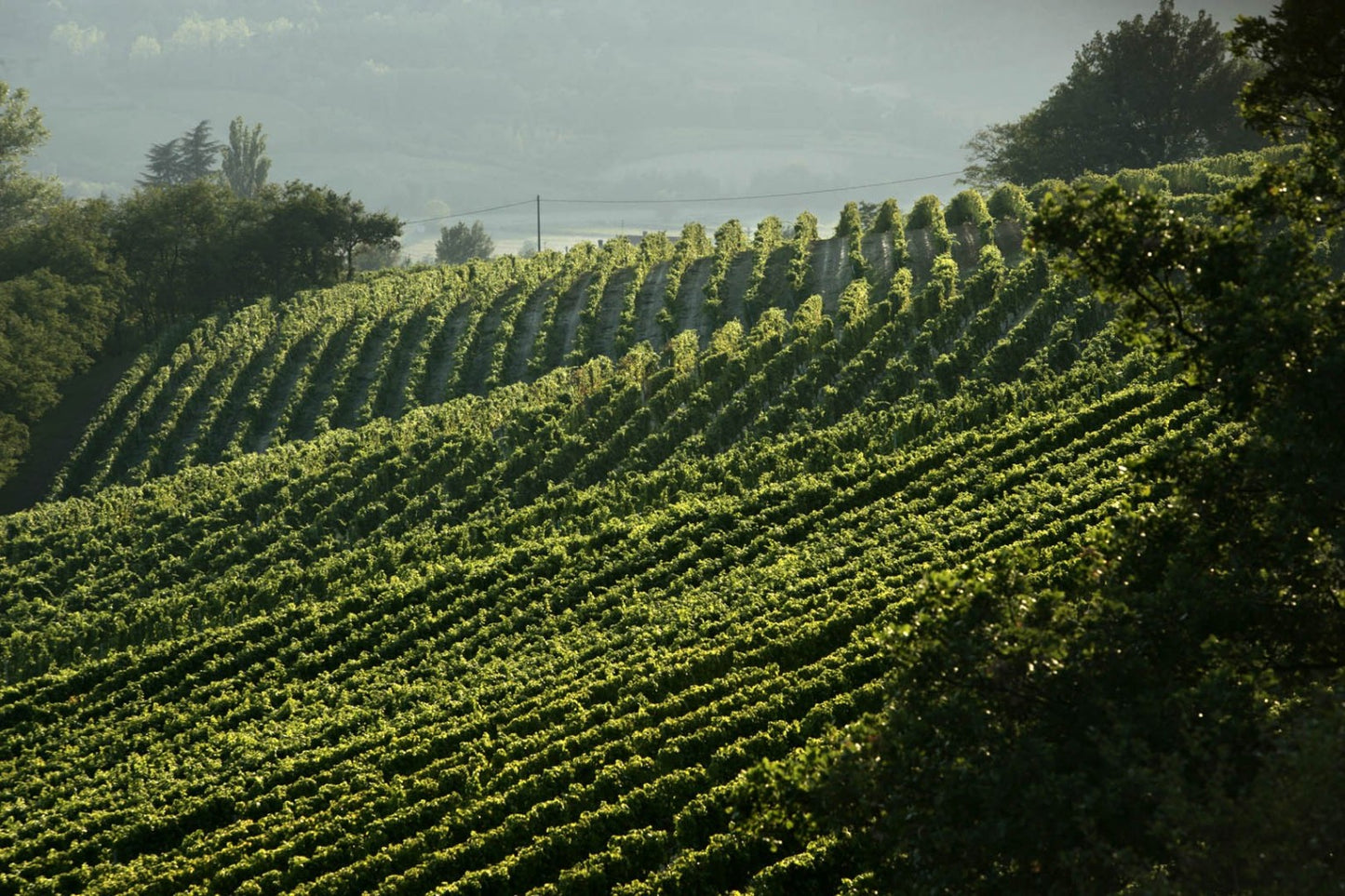 ミッレジマート・ソルダーティ・ラ・スコルカ・ブリュット  - LA SCOLCA (ラ・スコルカ) 750ml x １本