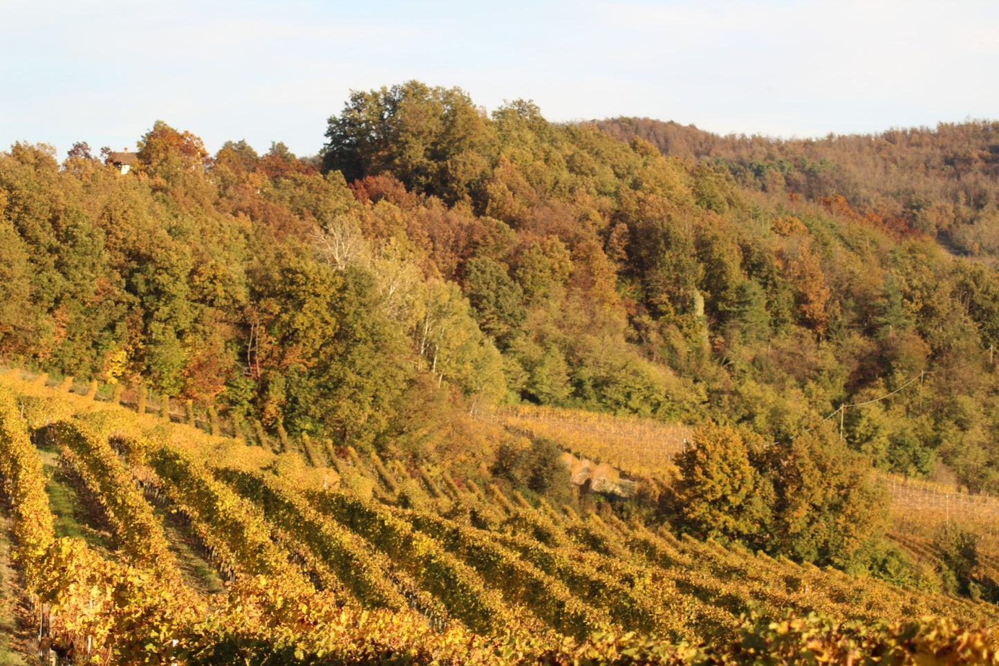 ミッレジマート・ソルダーティ・ラ・スコルカ・ブリュット  - LA SCOLCA (ラ・スコルカ) 750ml x １本