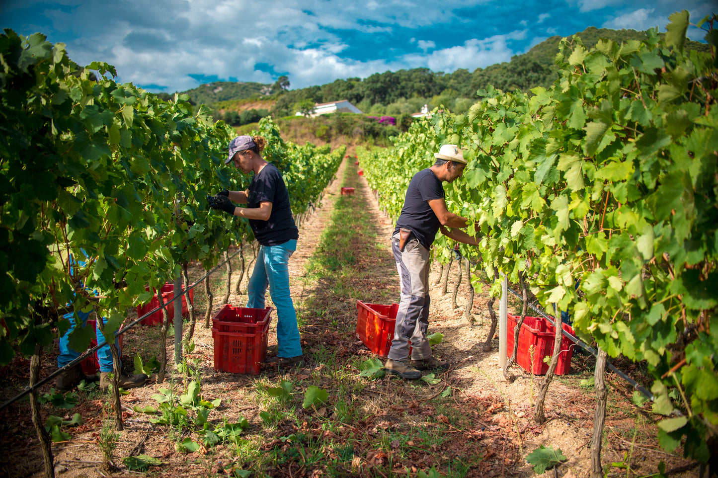 Carapace - Tenute Lunelli (Umbria) 750ml x 6btl