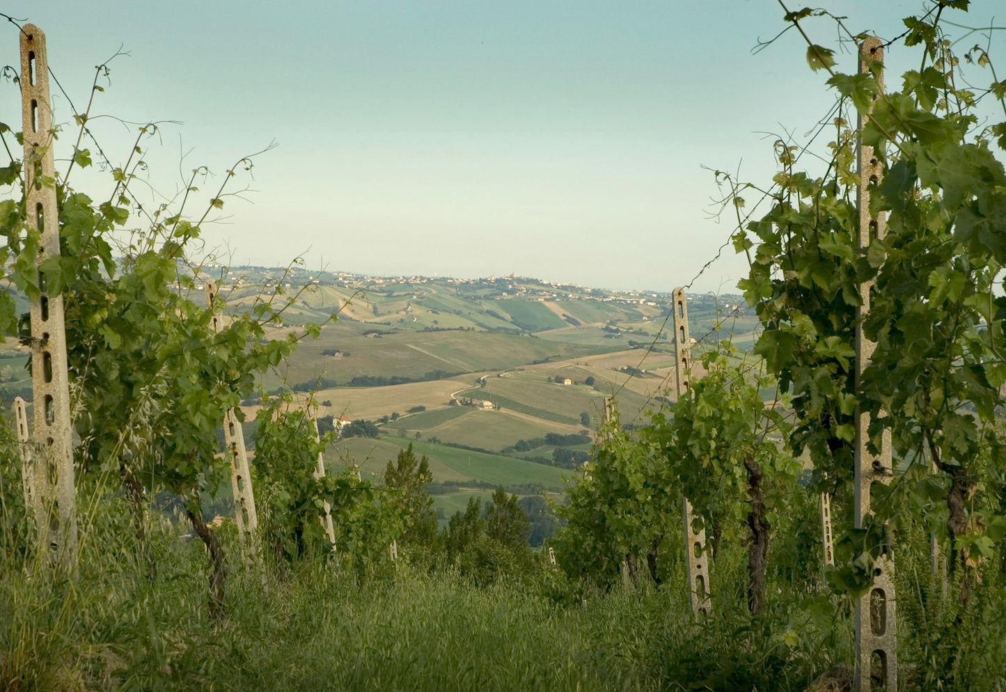 "Bucci" Verdicchio Classico di Castelli di Jesi - Bucci (Marche) 750ml x 6btl