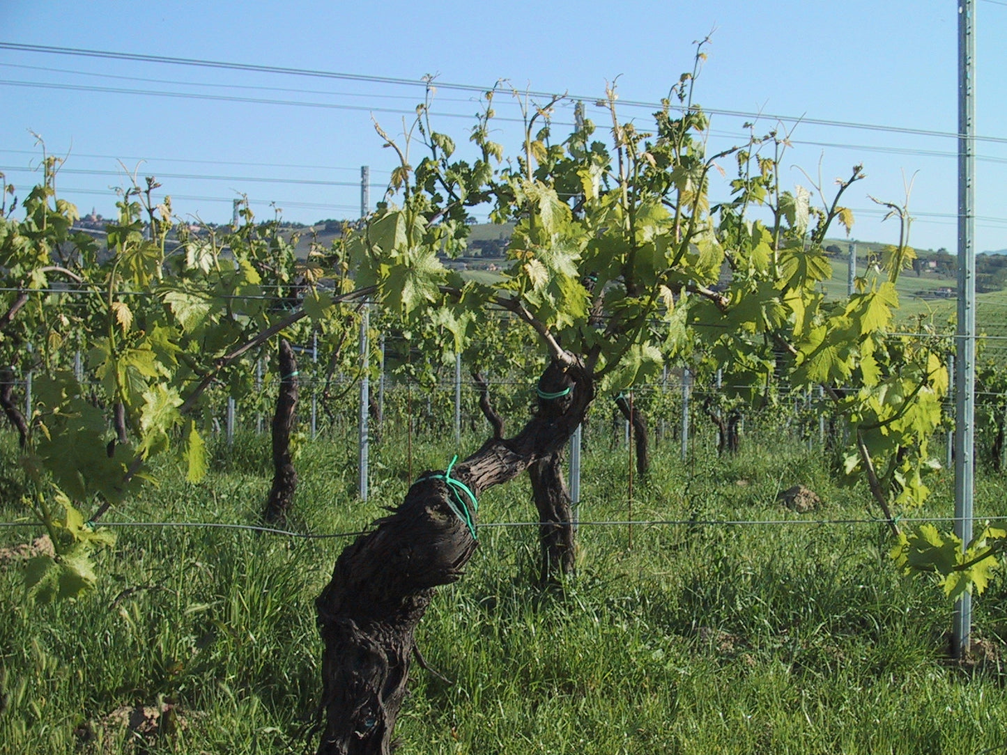 "Bucci" Verdicchio Classico di Castelli di Jesi - Bucci (Marche) 750ml x 6btl