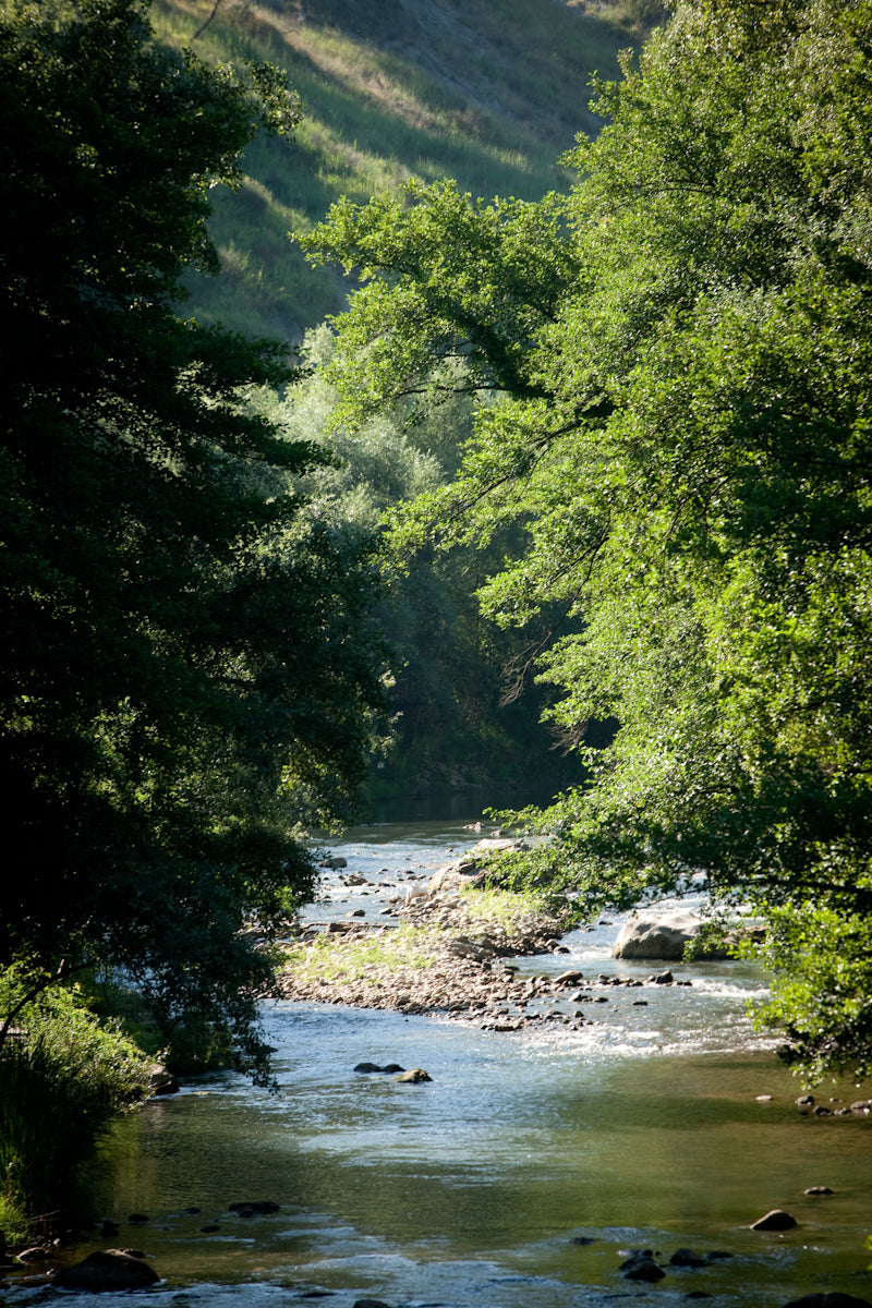 Alìe - FRESCOBALDI (Toscana) 750ml x 6btl