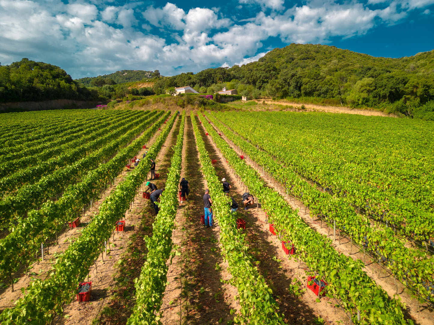 Carapace - Tenute Lunelli (Umbria) 750ml x 6btl