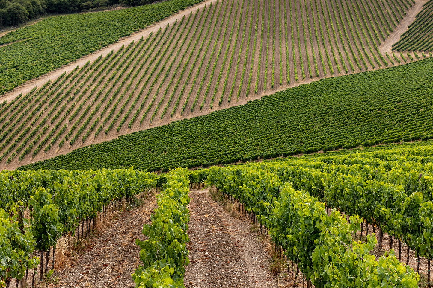 Alìe - FRESCOBALDI (Toscana) 750ml x 6btl