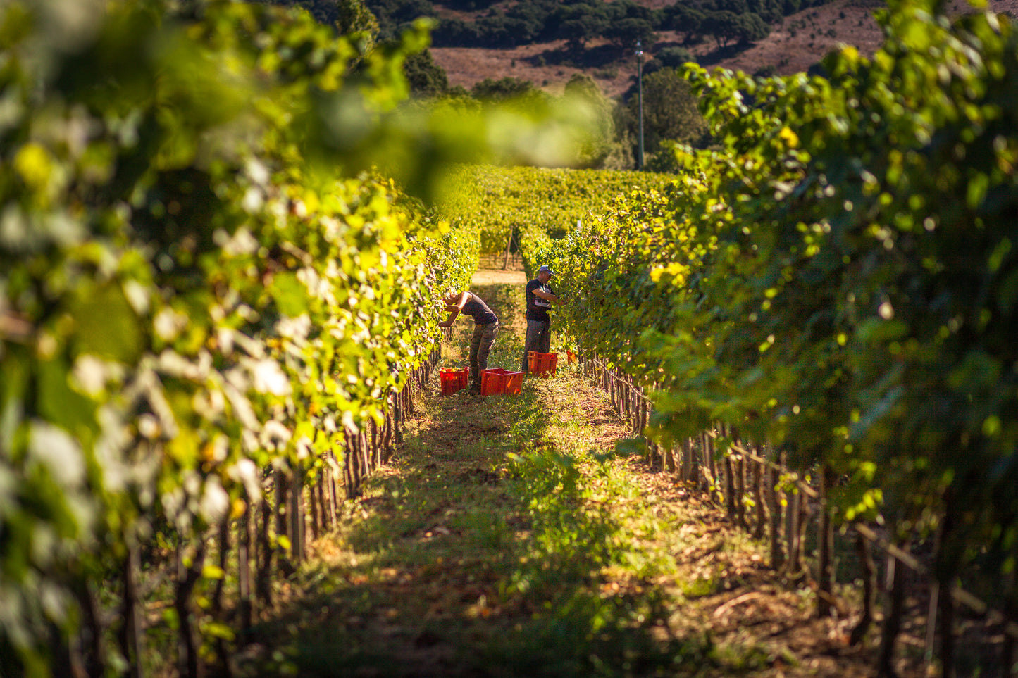 Carapace - Tenute Lunelli (Umbria) 750ml x 6btl