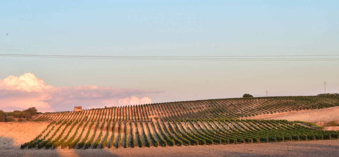 Carapace - Tenute Lunelli (Umbria) 750ml x 6btl