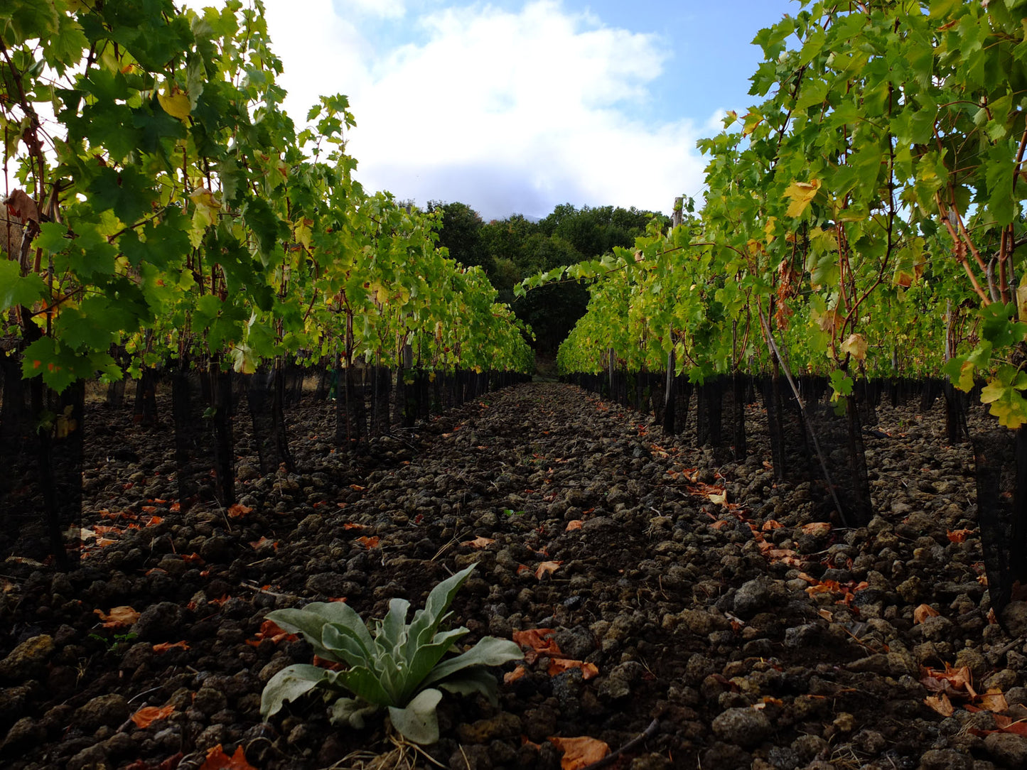 Carapace - Tenute Lunelli (Umbria) 750ml x 6btl