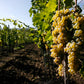 Carapace - Tenute Lunelli (Umbria) 750ml x 6btl