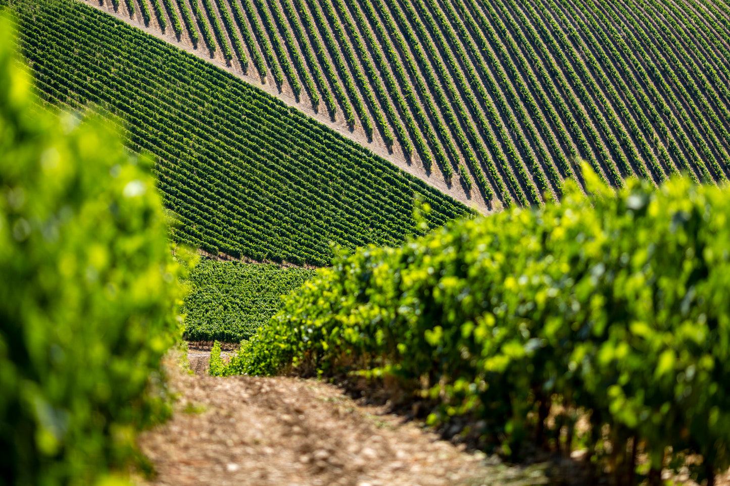 リアルツィ - FRESCOBALDI (フレスコバルディ) 750ml x １本