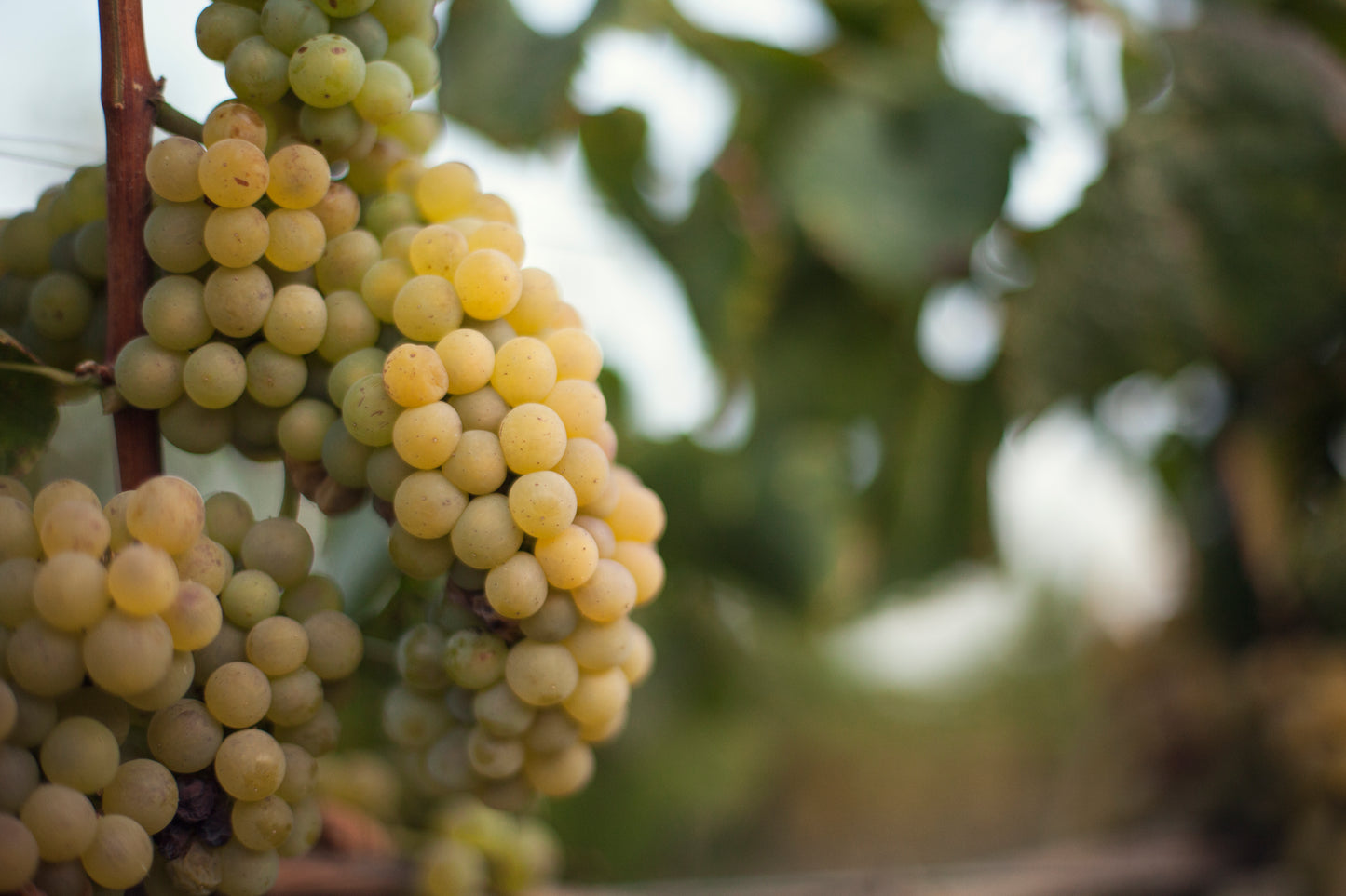 シャルドネ 2001 - PLANETA (プラネタ) 3000ml x １本