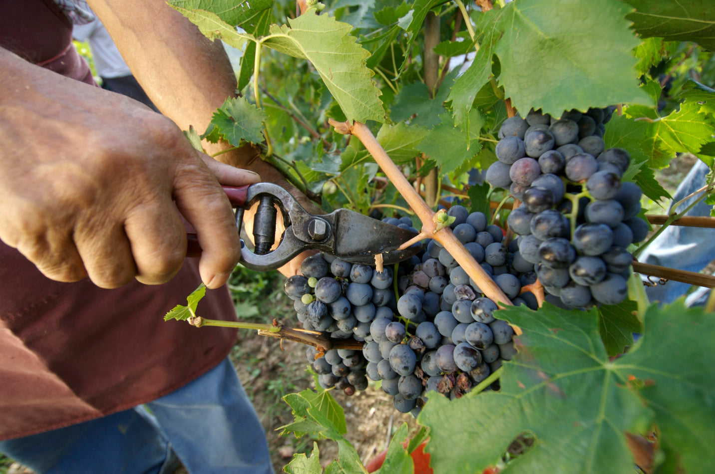 モルモレート 2008 - FRESCOBALDI (フレスコバルディ) 750ml x １本