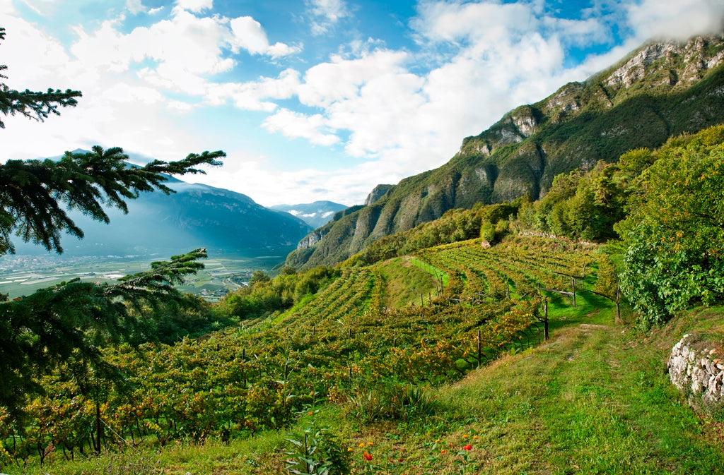 ヴィッラ･マルゴン - Tenute Lunelli（トレンティーノ）750ml x １本