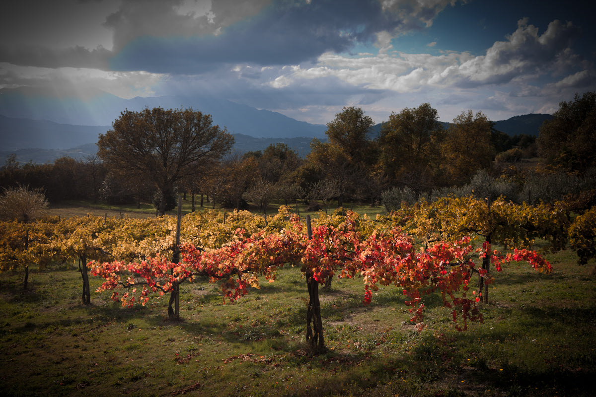 Alìe - FRESCOBALDI (Toscana) 750ml x 6btl