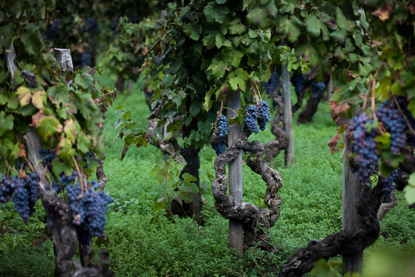 Carapace - Tenute Lunelli (Umbria) 750ml x 6btl