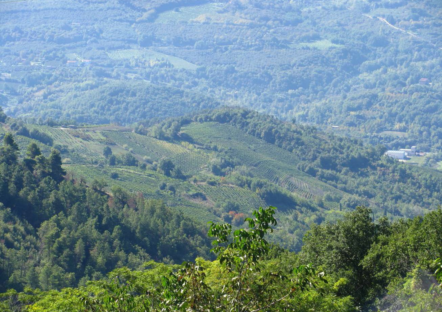 Alìe - FRESCOBALDI (Toscana) 750ml x 6btl