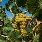 Carapace - Tenute Lunelli (Umbria) 750ml x 6btl