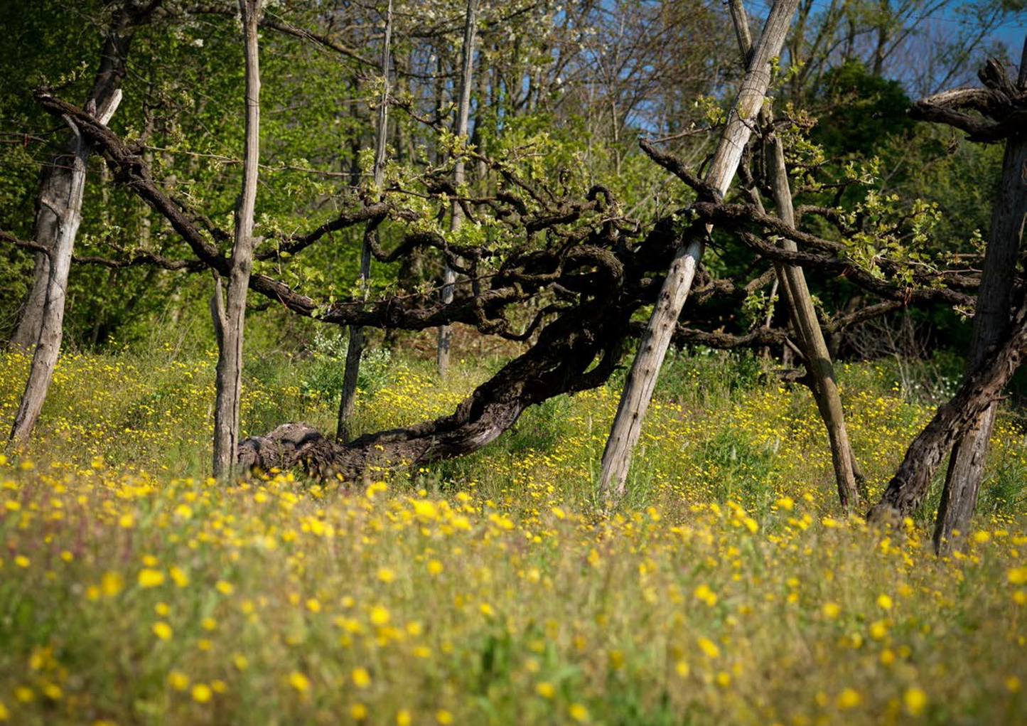 Alìe - FRESCOBALDI (Toscana) 750ml x 6btl