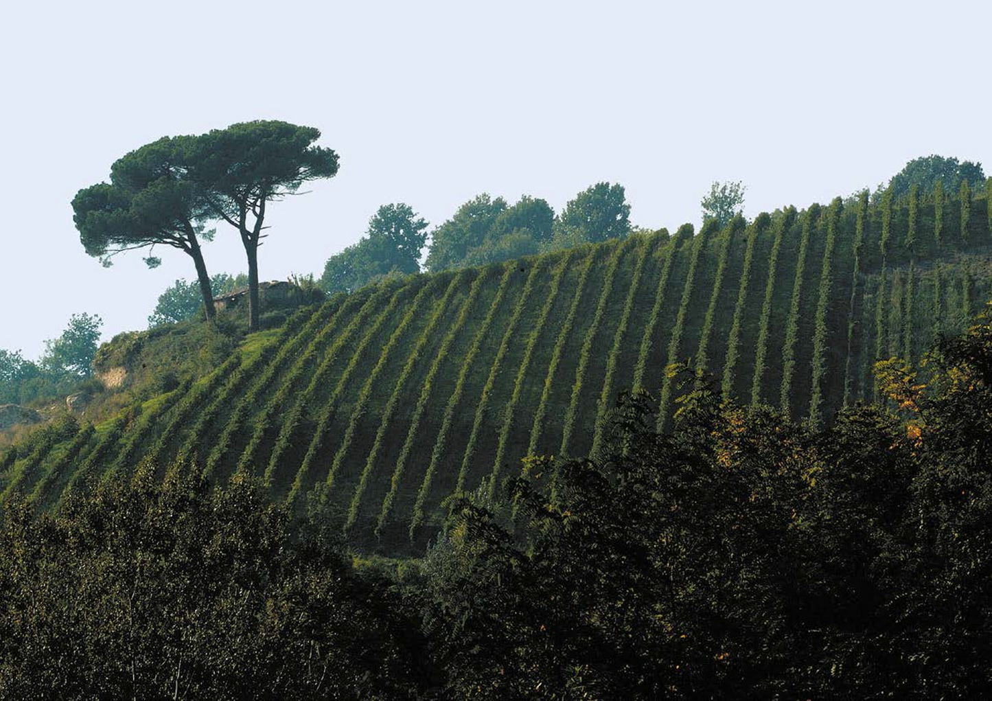 Alìe - FRESCOBALDI (Toscana) 750ml x 6btl