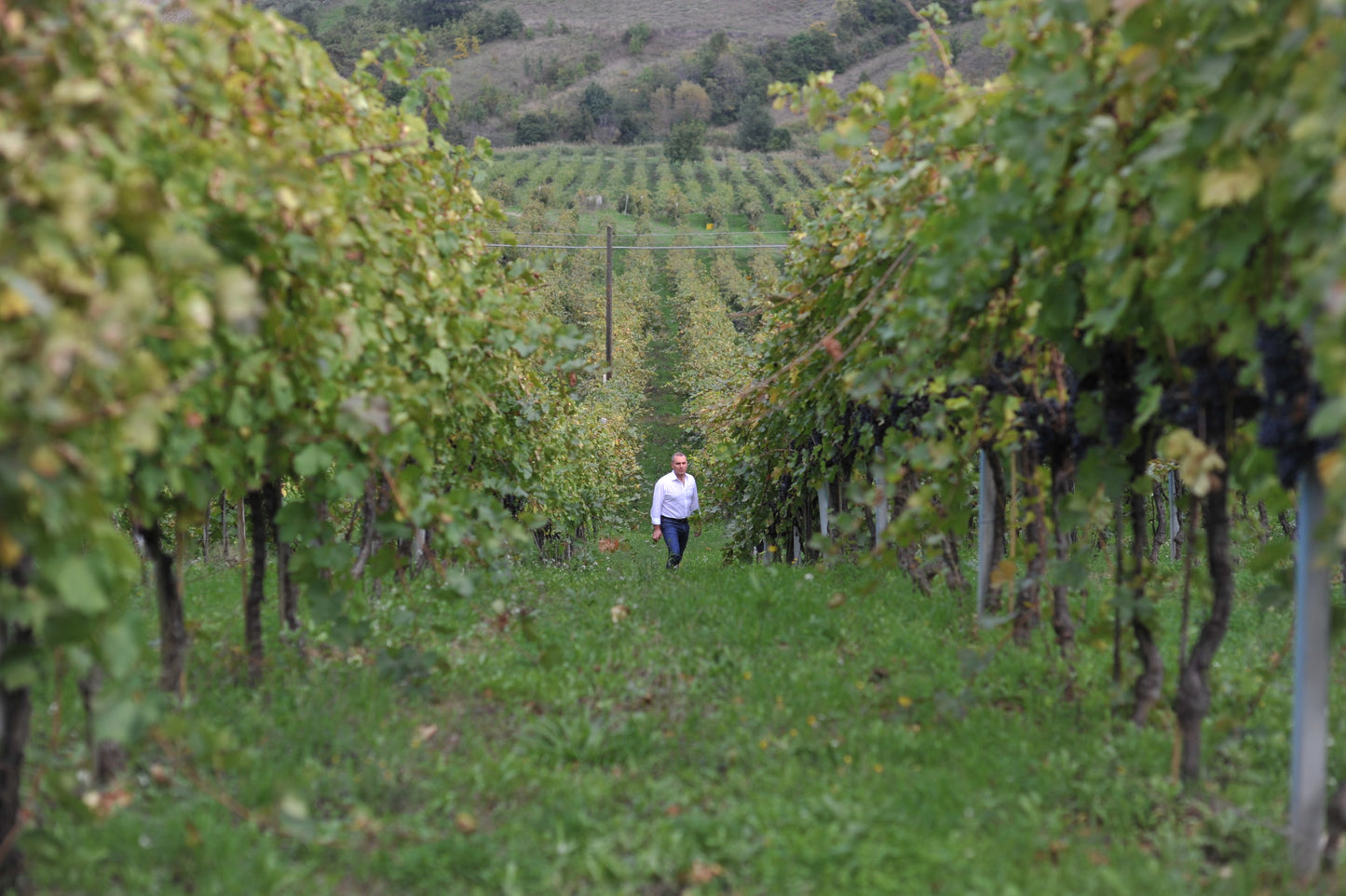 Alìe - FRESCOBALDI (Toscana) 750ml x 6btl