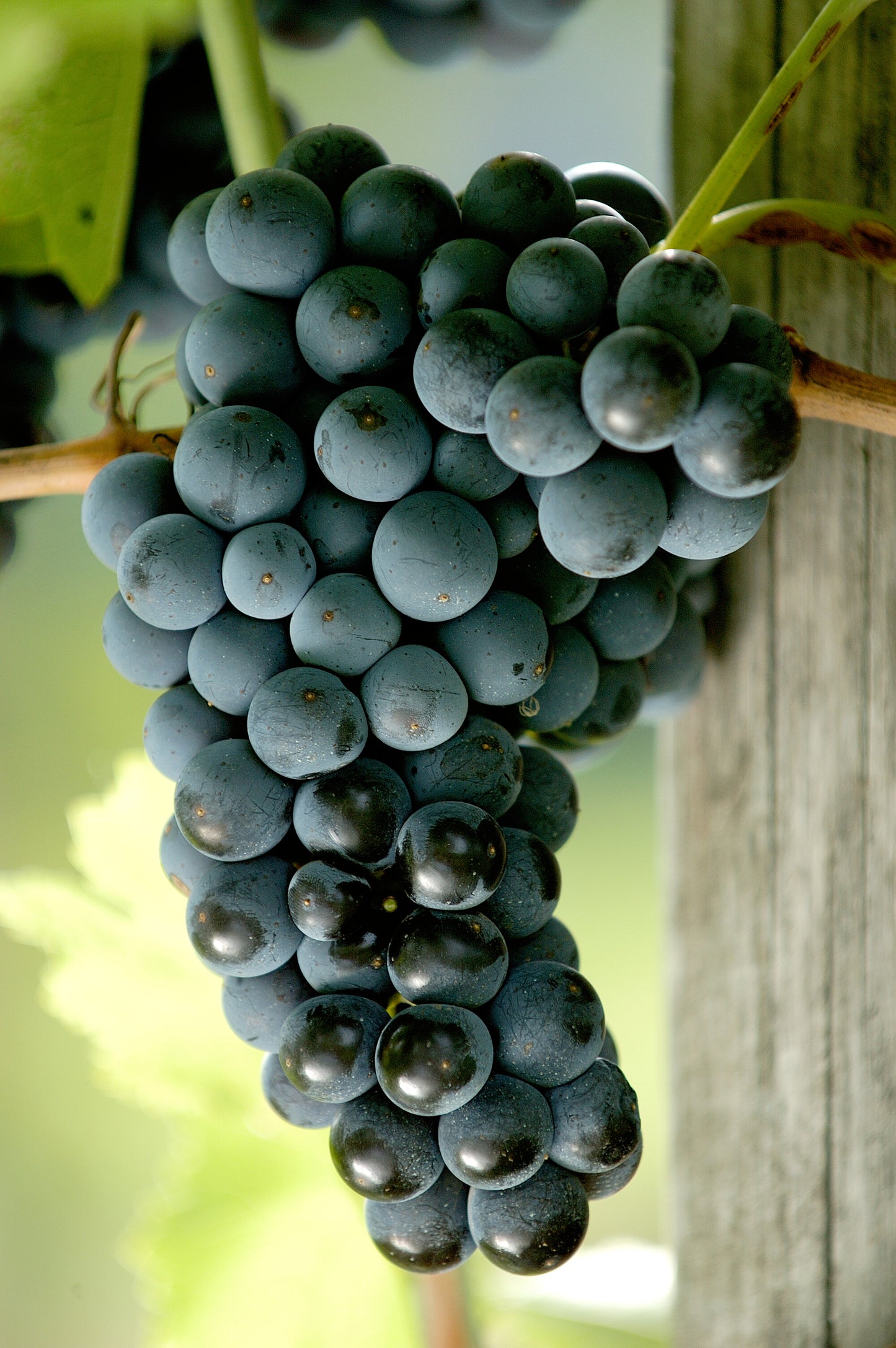 Alìe - FRESCOBALDI (Toscana) 750ml x 6btl