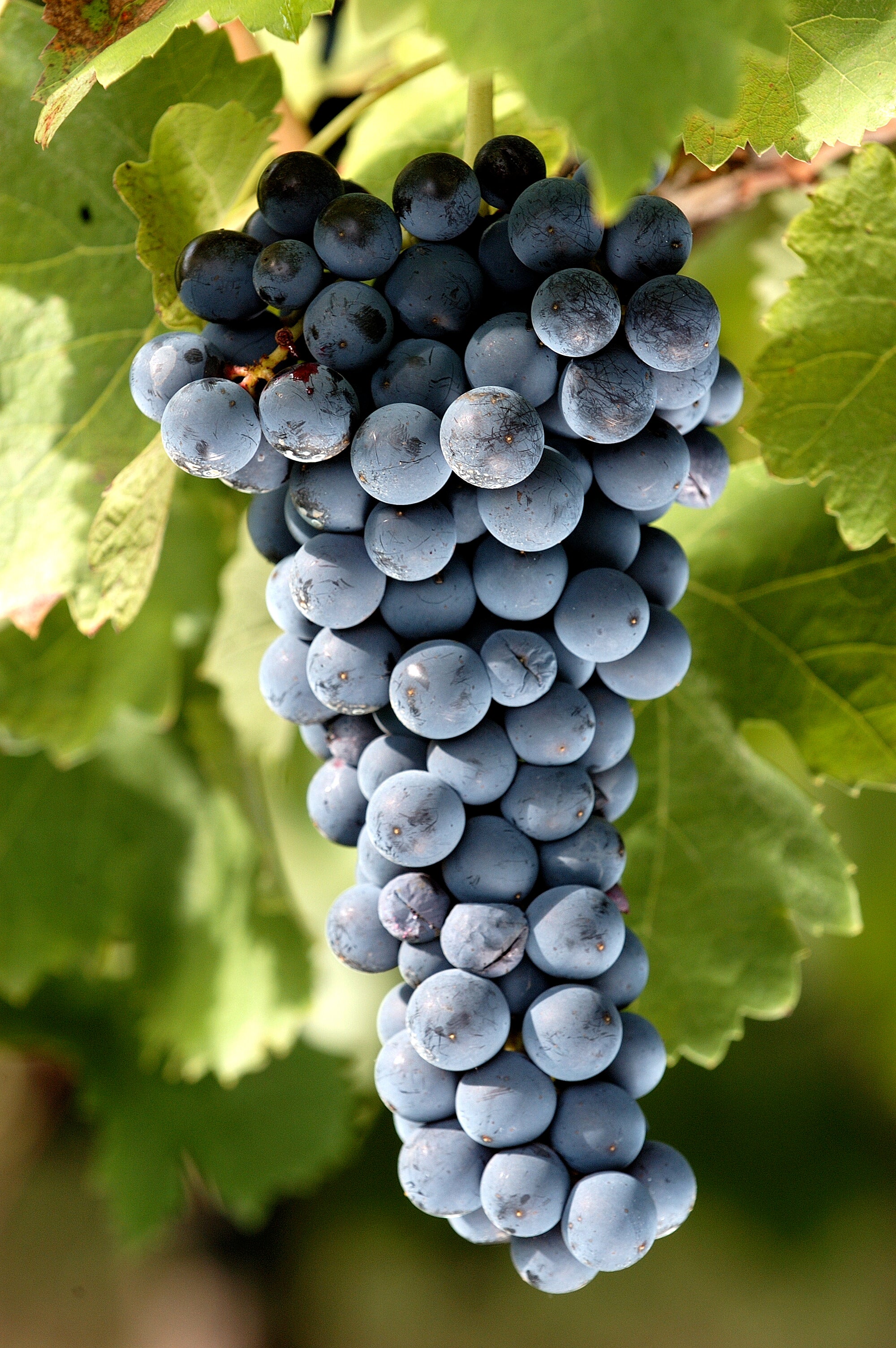 タウラージ 2012 - FEUDI DI SAN GREGORIO (フェウディ・ディ・ サン