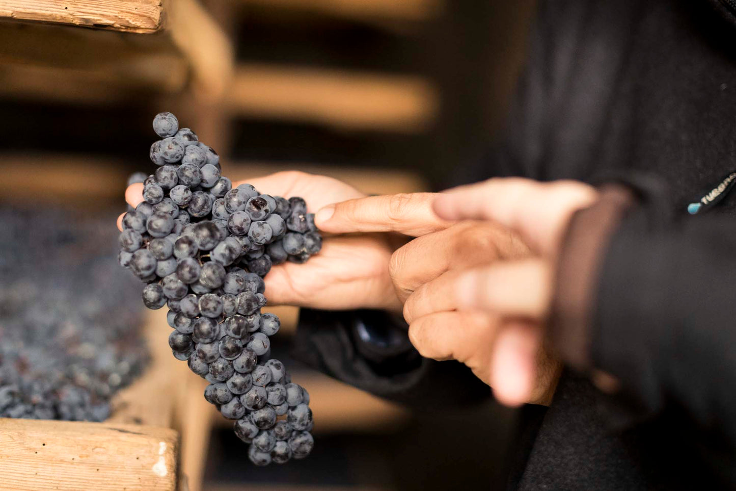 Alìe - FRESCOBALDI (Toscana) 750ml x 6btl