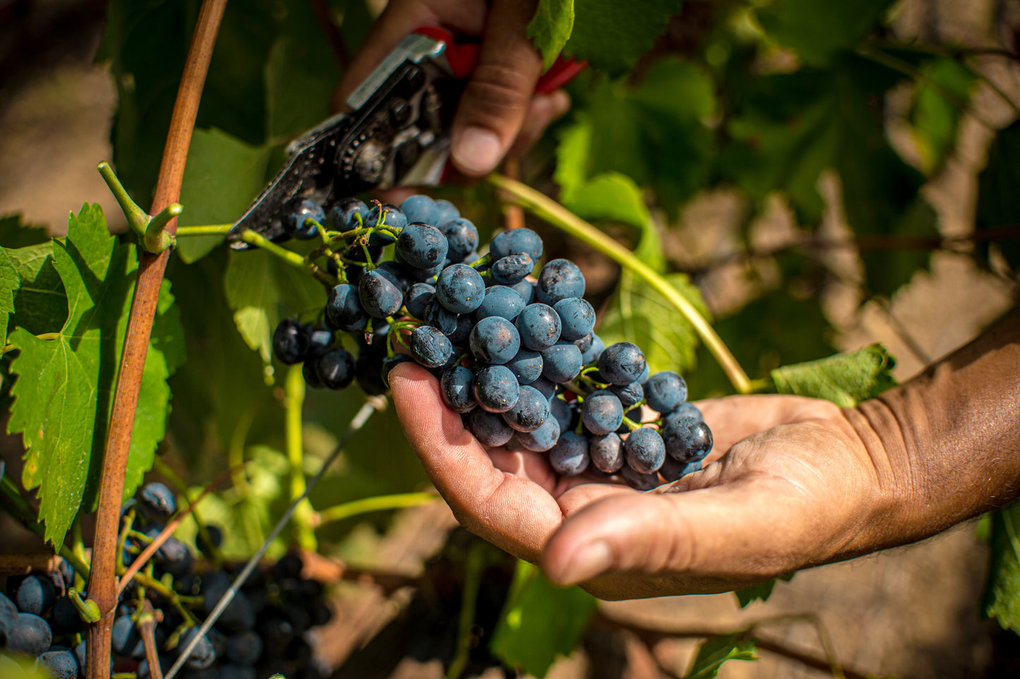 Carapace - Tenute Lunelli (Umbria) 750ml x 6btl