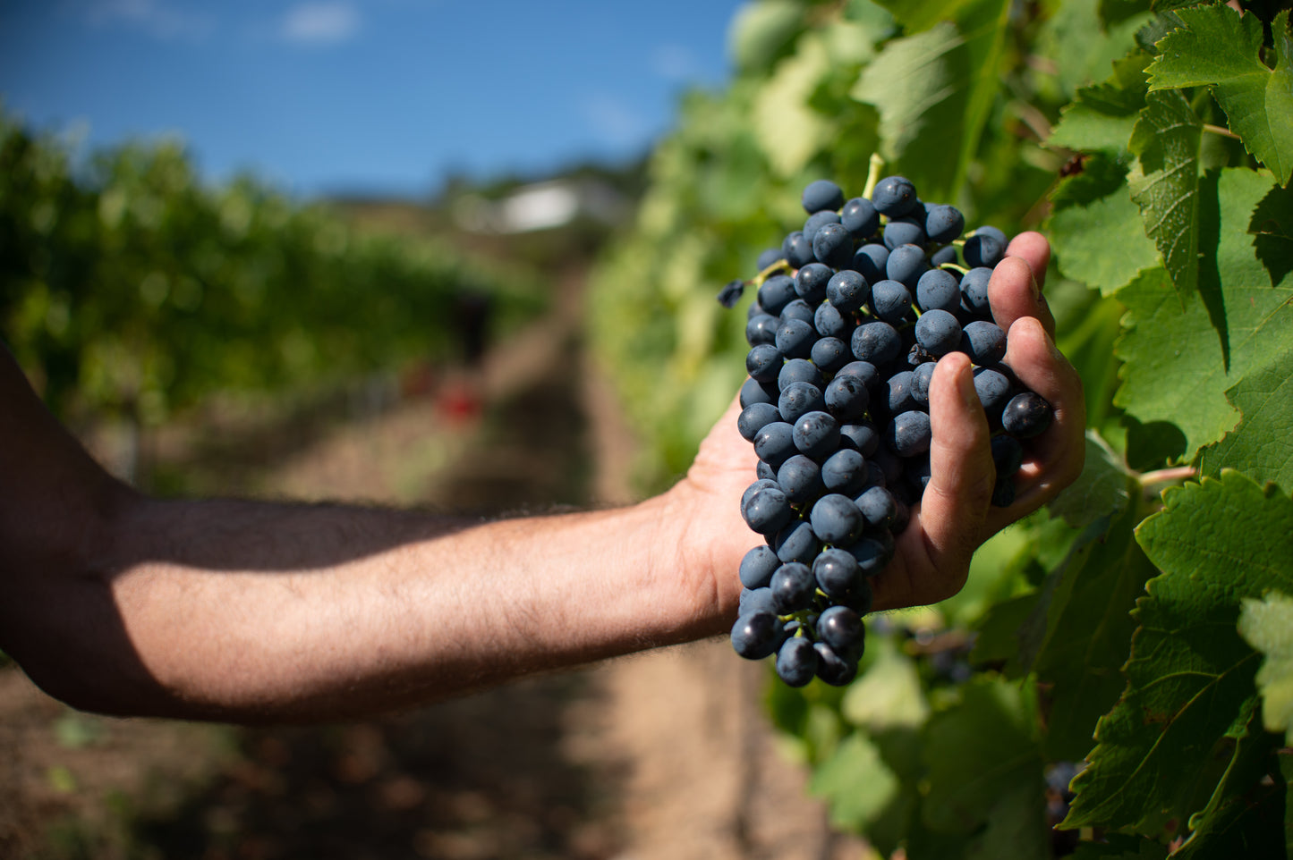 Carapace - Tenute Lunelli (Umbria) 750ml x 6btl