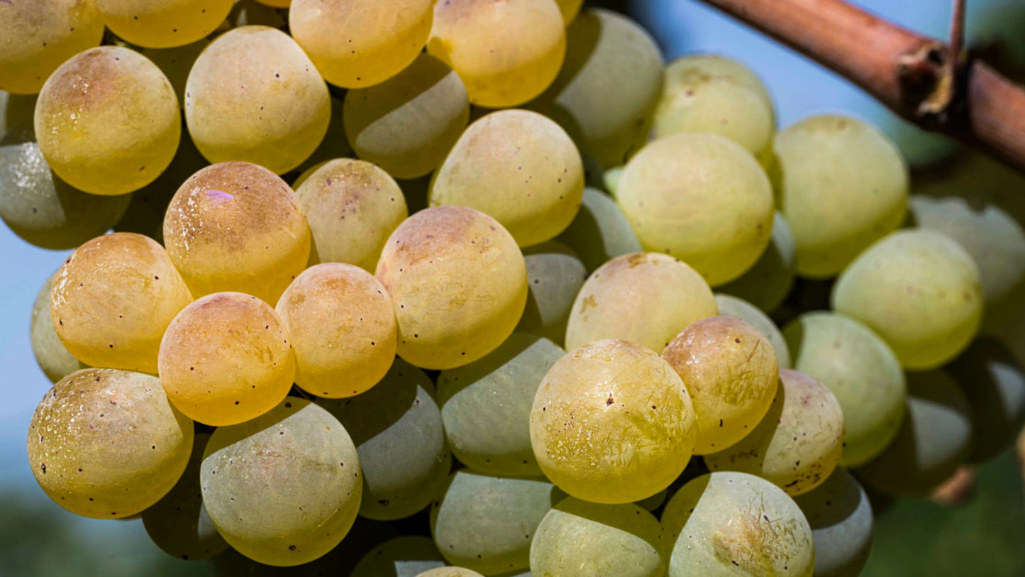 "Bucci" Verdicchio Classico di Castelli di Jesi - Bucci (Marche) 750ml x 6btl