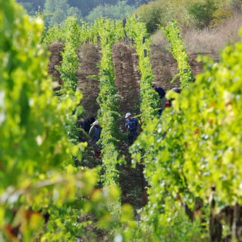 キアンティ・クラッシコ・リゼルヴァ 2015 - BADIA A COLTIBUONO (バディア・ア・ コルティブオーノ)750ml x １本