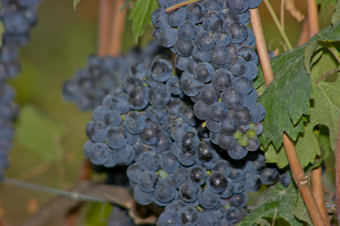 Alìe - FRESCOBALDI (Toscana) 750ml x 6btl