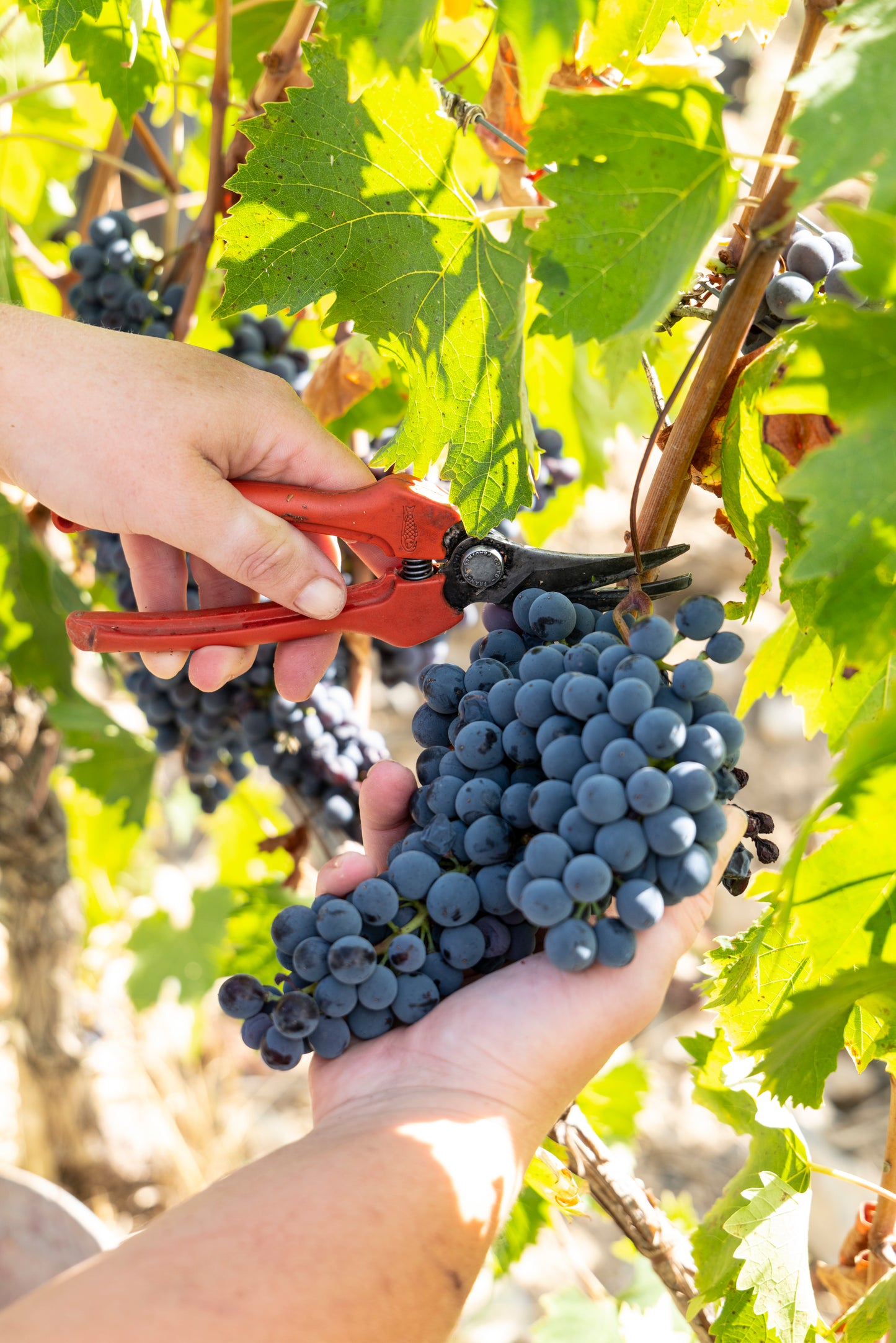 Nipozzano Riserva - FRESCOBALDI (Toscana) 750ml x 6btl (with wooden box)