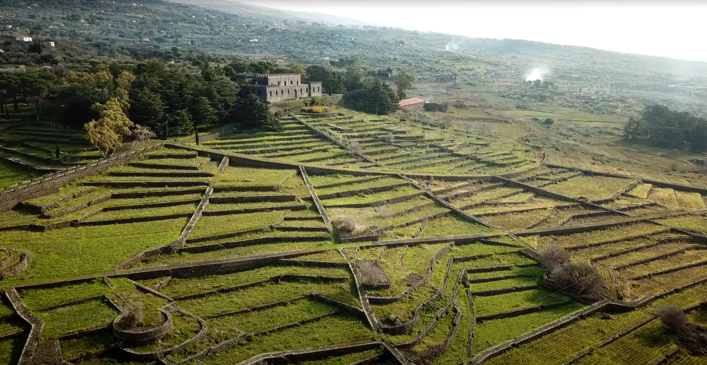 Carapace - Tenute Lunelli (Umbria) 750ml x 6btl