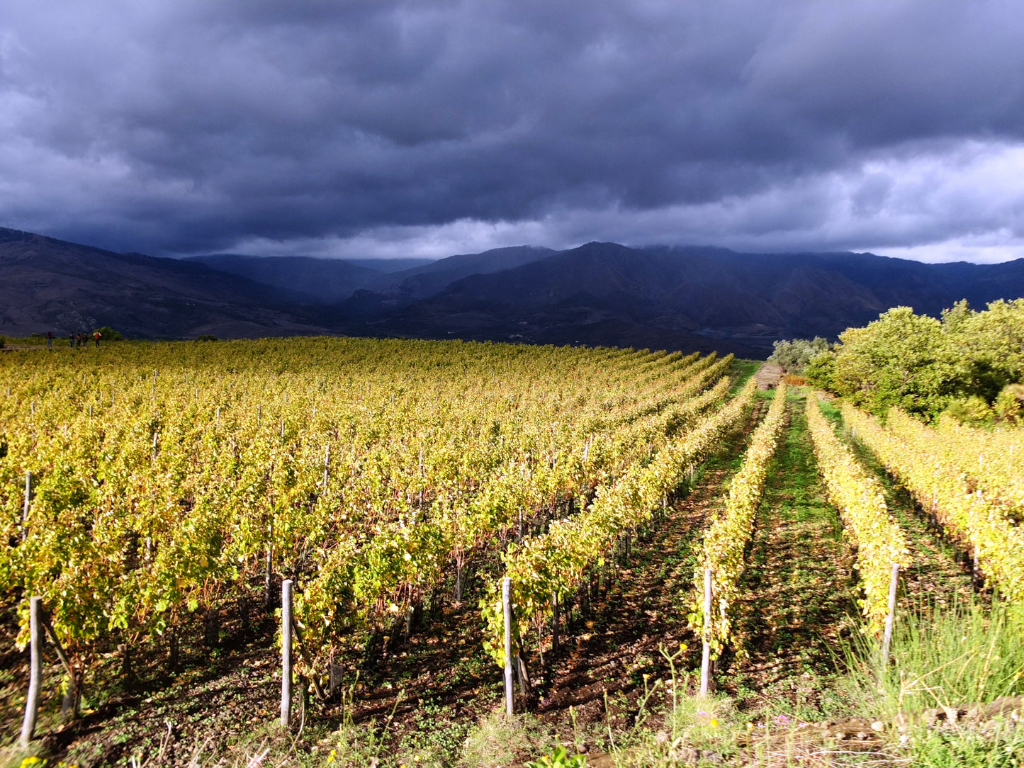 Carapace - Tenute Lunelli (Umbria) 750ml x 6btl