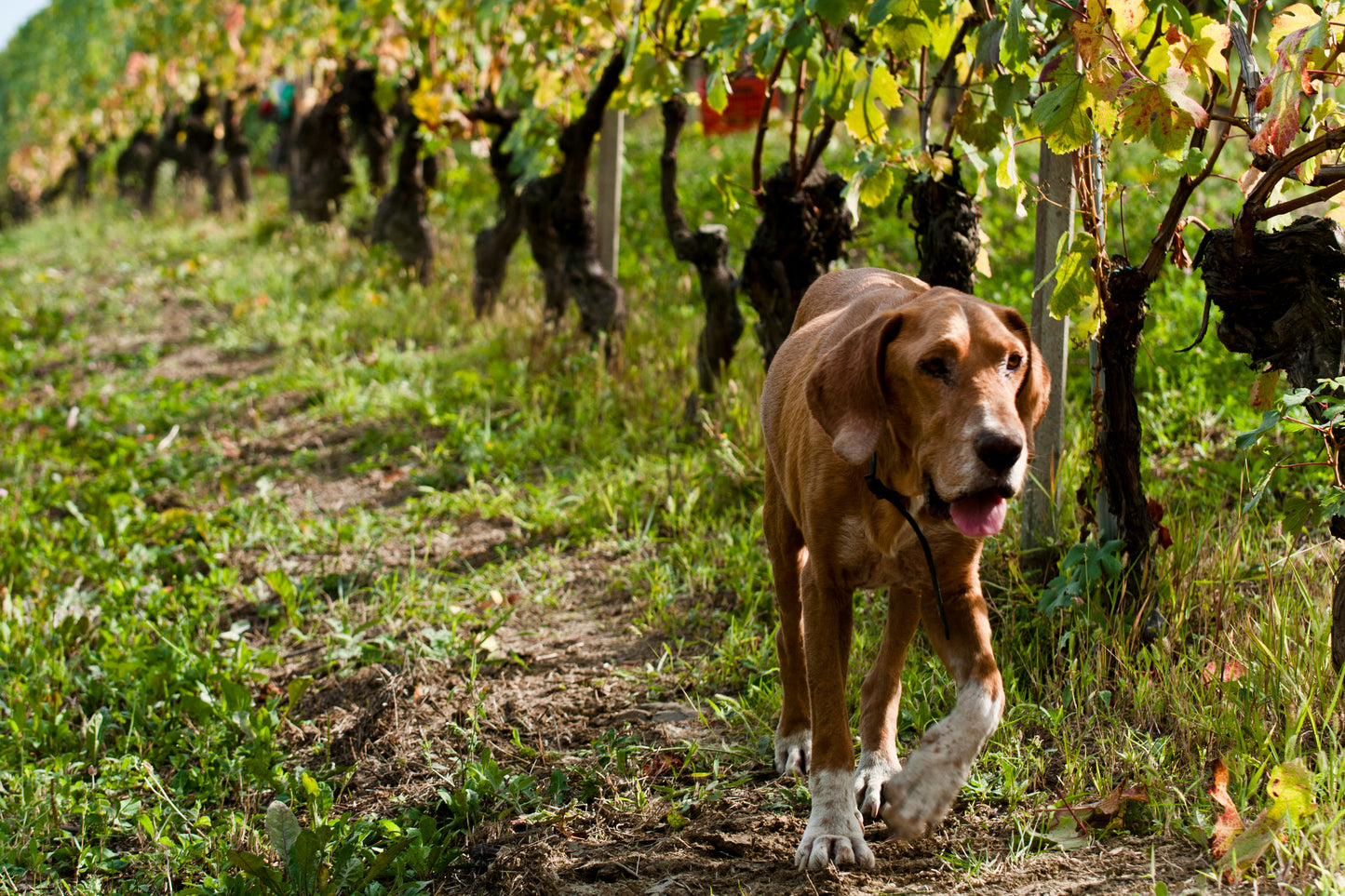 Alìe - FRESCOBALDI (Toscana) 750ml x 6btl