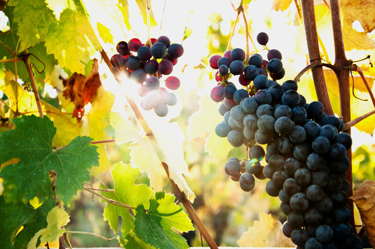 Alìe - FRESCOBALDI (Toscana) 750ml x 6btl