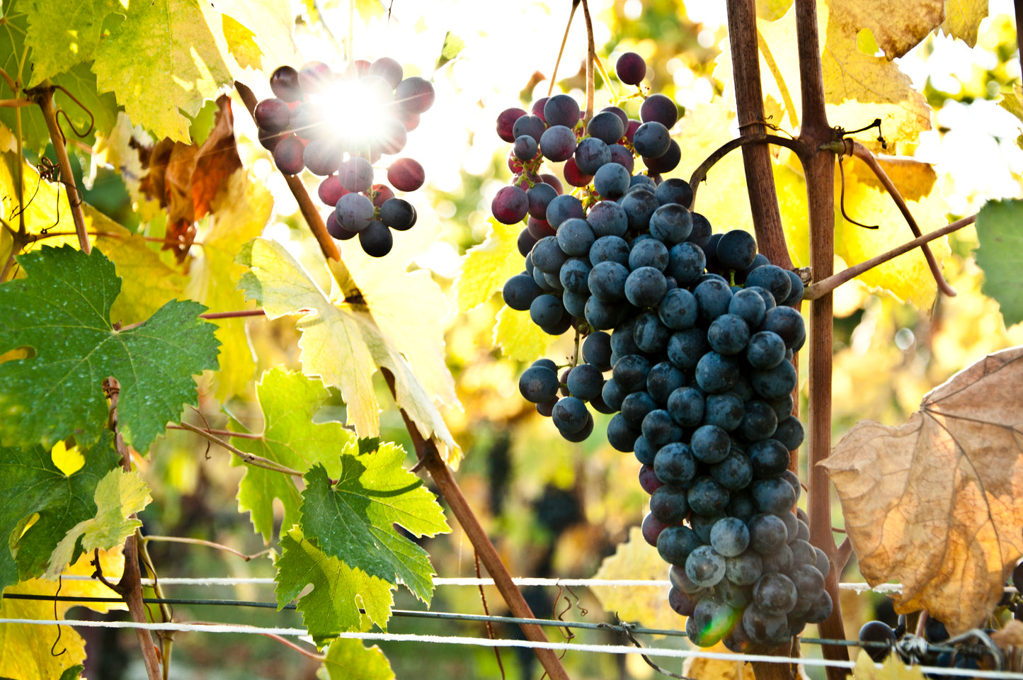 バローロ・リゼルヴァ  2011 -  BORGOGNO (ボルゴーニョ) 750ml x １本