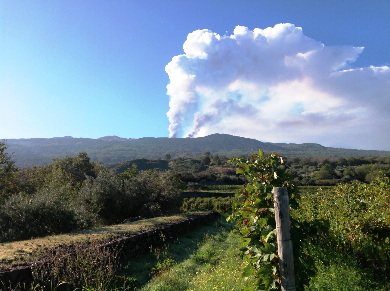 Carapace - Tenute Lunelli (Umbria) 750ml x 6btl