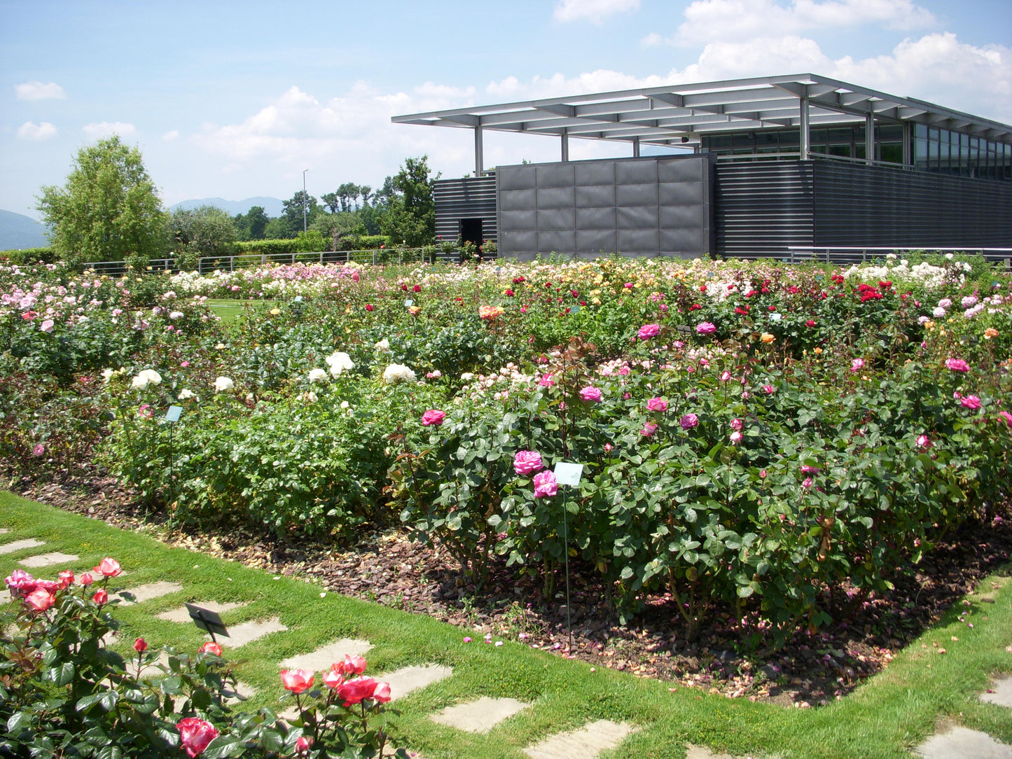 Alìe - FRESCOBALDI (Toscana) 750ml x 6btl