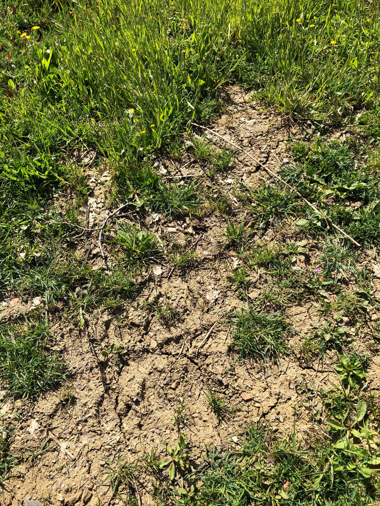 Alìe - FRESCOBALDI (Toscana) 750ml x 6btl