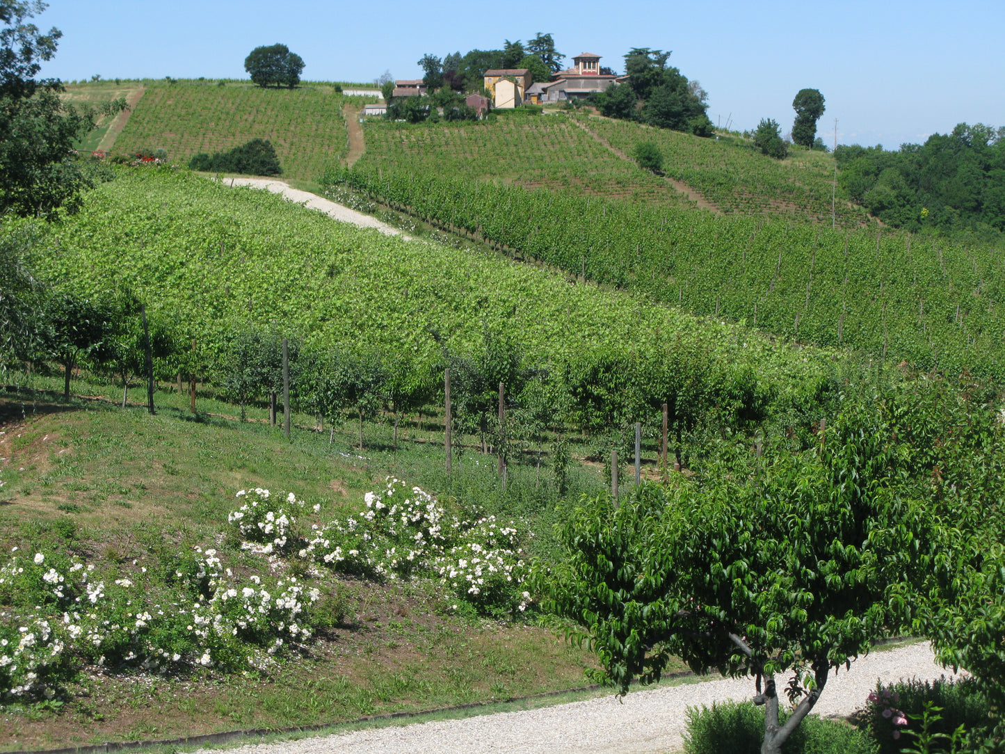 Alìe - FRESCOBALDI (Toscana) 750ml x 6btl