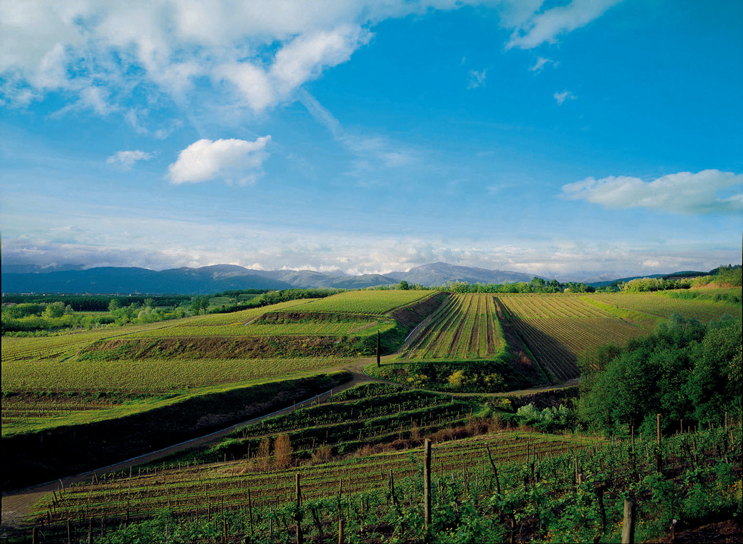 Pinot Grigio - Livio Felluga (Friuli Venezia Giulia) 750ml x 6btl