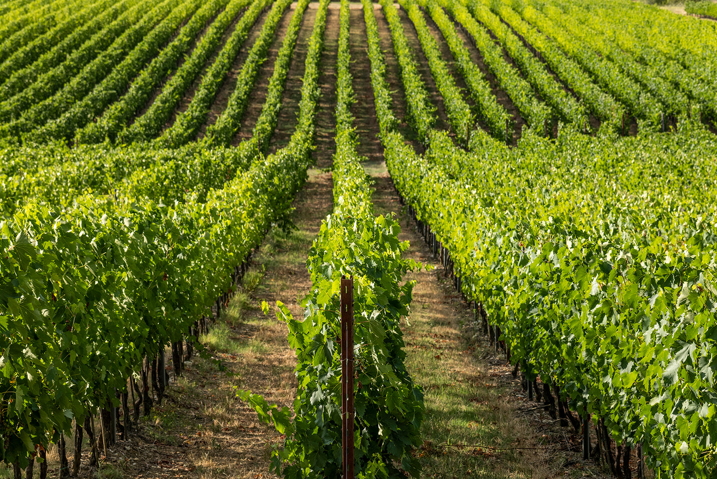 Nipozzano Riserva - FRESCOBALDI (Toscana) 750ml x 6btl (with wooden box)